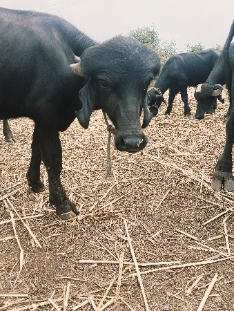 આ પાડો વેચવાનો છે
