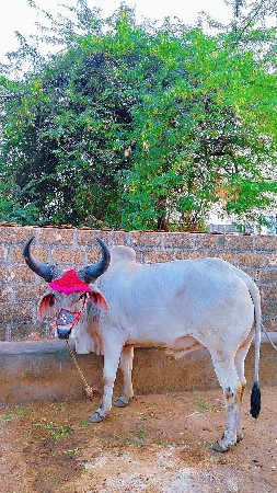 બળદ વેચવાના છે.