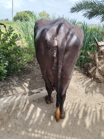 ભેંસ વેચવાની છે
