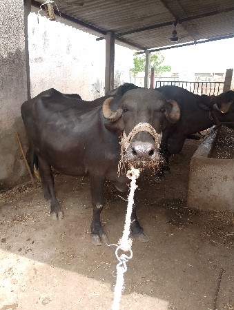 ખડેલી વેચવાની છે