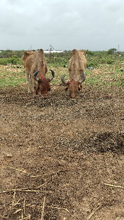 બળધ ને ઘોઘલા