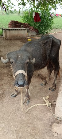 વેચવાની છે