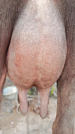 ભેસ વેસવા ની સે