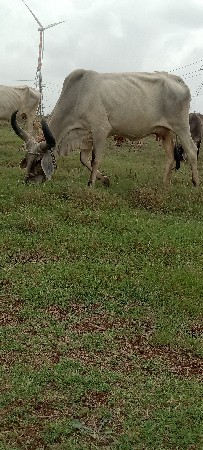 ગાયુ વેચવાનીછે