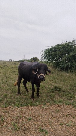 ખડેલુ