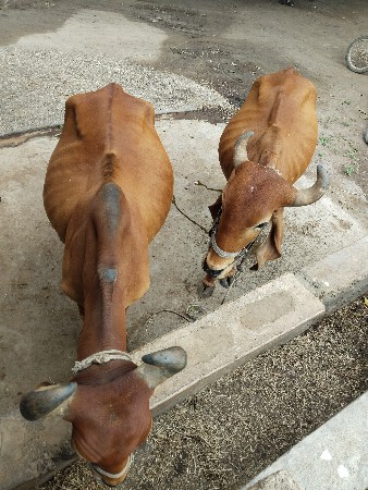 વેસવિના