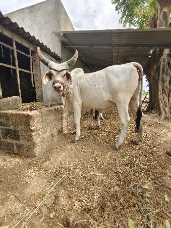 કાંકરેજ હોડકી વેચવા ની છે