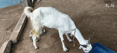 બકરી વેચવાની છે