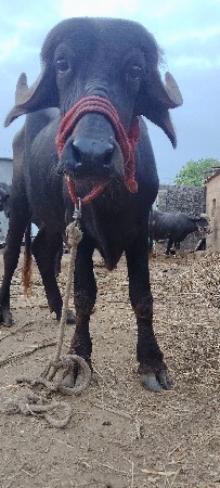 ખડેલી વેચવાની છે