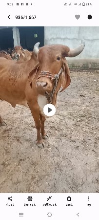 ગાય વેચવાની છે