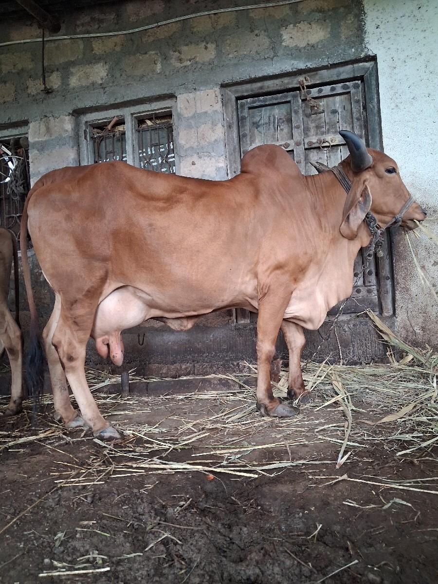 ગાય