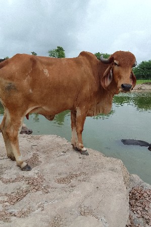 ગીર ગાય વેચવાની છે