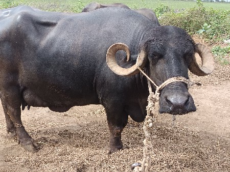 2 ભેંસ વેચવાની છે