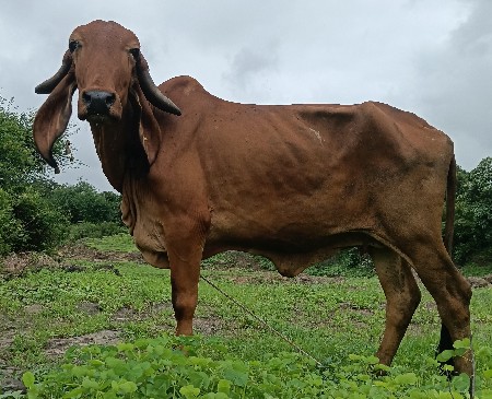 ગીર હોડકી વેચવાની છે