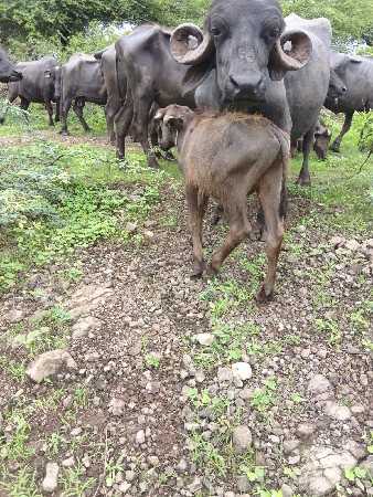 પાડી વેચવાની છે