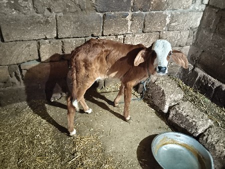 આજ ક્રોસ જર્સી ગાય વેચવાની છે