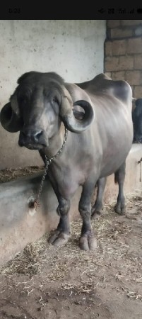 વેચવાની છે