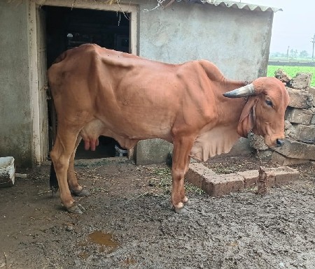 ગીર જાતની દૂધાળ ગાય વેચવાની છે