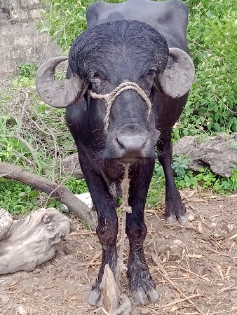 પાડો વેચવા નો છે.