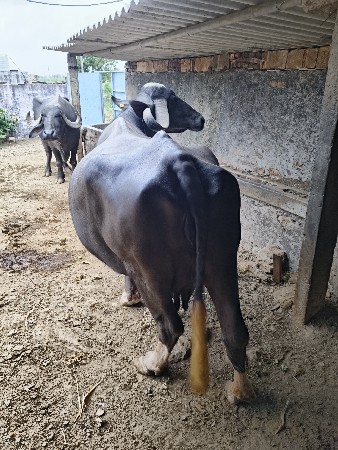 2 ભેંશ