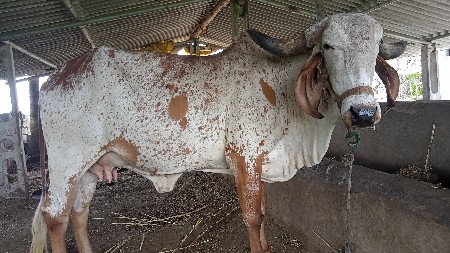 ગાય વેચવાની છે કાબડી