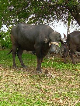 પેલ વેતરી ખડેલી વેચવાની છે