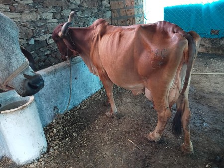 ગાય વેસવાની