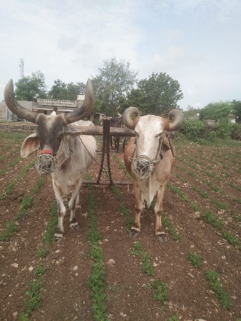 5 ધર ના બડદ દેવા ના છે