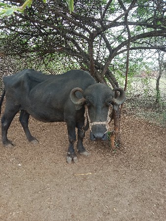 ભેંસ વેચવાની છે