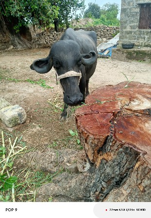 ભેંસ વેચવાની છે