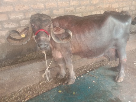 ભેસ