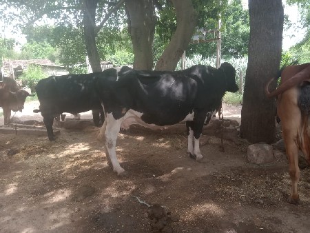 એચ. એફ. ગાય વેચવાની છે