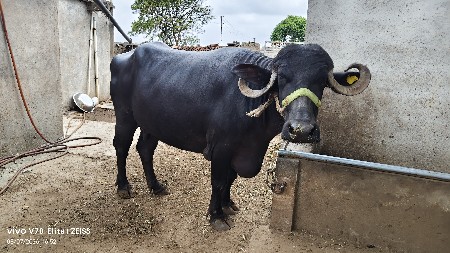 3 ભેંસ વેચવા ની સે