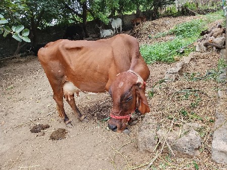 વેચવાનુ છે