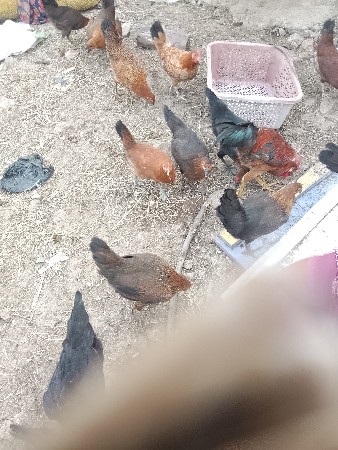 દેસી મરઘી વેસવાની સે