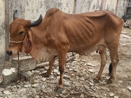 બંને ગયો વેચવાની છે