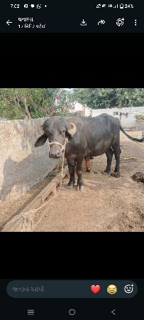 વેચવાની છે