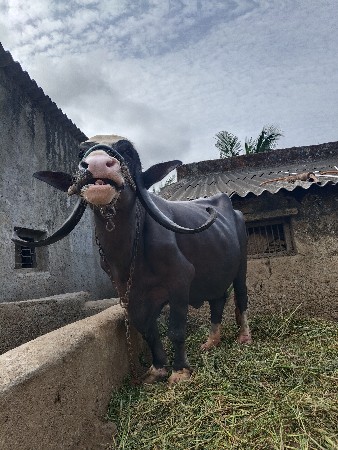 દેવાભાઈ સિધલ