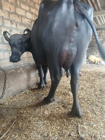 આભેશવેશવાનિછે