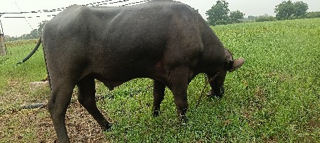 પાડો વેચવાનો છે
