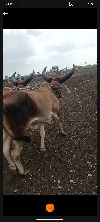 બળદ વેચવાના છે સાટામાં hf ગાય લેવી