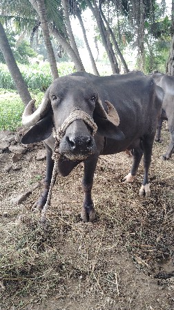 ભેંસ વેચવાની છે