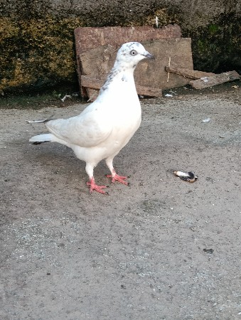 2 motan madi se