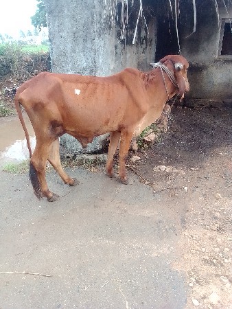 સુત્રાપાડા