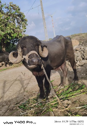 1 વાળો