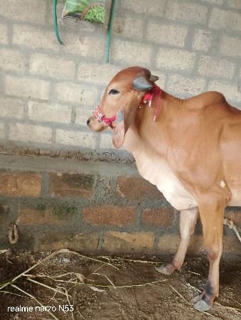 હોડકી વેચવાની છે