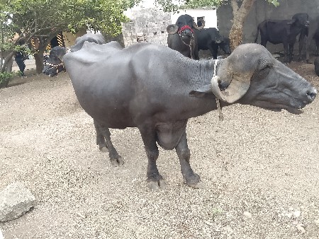 20 દીવન ની કાચી