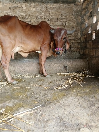 દેવસી રામ