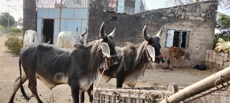 ગોંડલ વેચવા ના છે