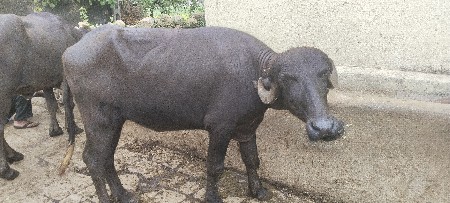 4. ભેસુ વેચવાની છે